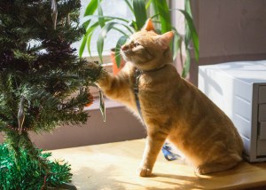 bob-szenenbild-04-copyright-concorde-filmverleih-gmbh_gros